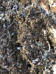 Anaptychia runcinata