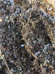 Anaptychia runcinata