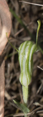 Pterostylis dilatata