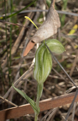 Pterostylis dilatata