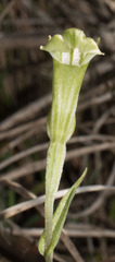 Pterostylis dilatata