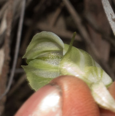 Pterostylis dilatata