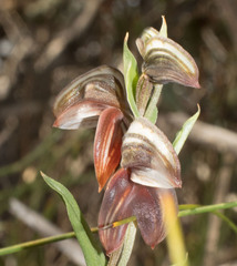 Pterostylis concava