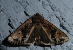 Ichneutica skelloni