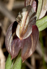 Pterostylis concava
