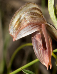 Pterostylis concava