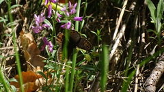 Lasiommata petropolitana