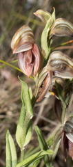 Pterostylis concava