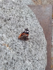 Vanessa atalanta