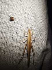 Oecanthus dulcisonans