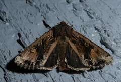 Ichneutica skelloni