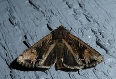 Ichneutica skelloni