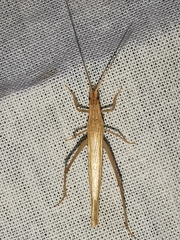 Oecanthus dulcisonans