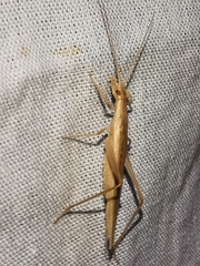 Oecanthus dulcisonans