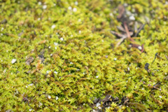 Triquetrella papillata