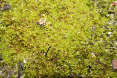 Triquetrella papillata