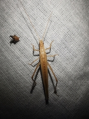 Oecanthus dulcisonans