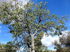 Brachychiton australis