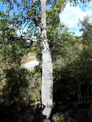 Brachychiton australis