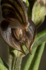 Pterostylis concava