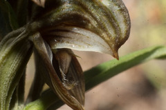 Pterostylis concava