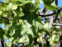 Brachychiton australis