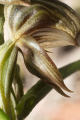 Pterostylis concava