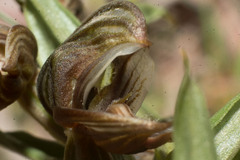 Pterostylis concava