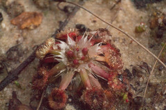 Drosera androsacea