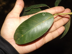 Diospyros sphaerantha