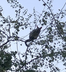 Trichosurus vulpecula arnhemensis