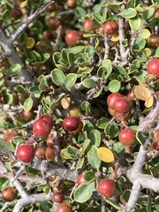 Rhamnus myrtifolia