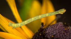 Chlorochlamys chloroleucaria