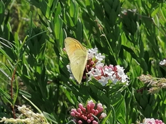 Colias heos