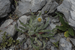 Hieracium villosum