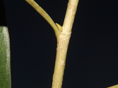 Diospyros sphaerantha
