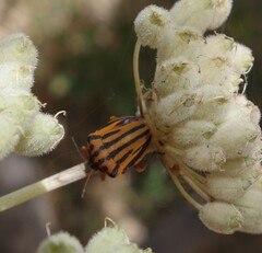Graphosoma semipunctatum