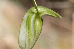 Pterostylis setulosa