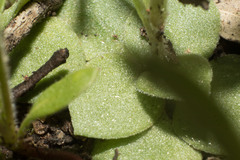 Pterostylis setulosa