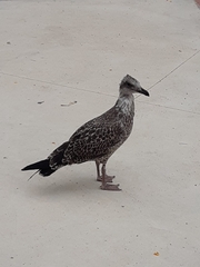 Larus michahellis