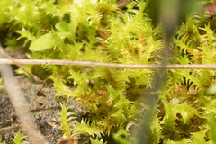 Triquetrella papillata