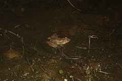Lithobates brownorum