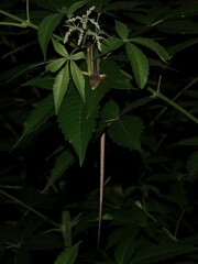 Takydromus septentrionalis