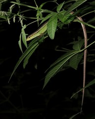 Takydromus septentrionalis