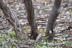 Eucalyptus polybractea