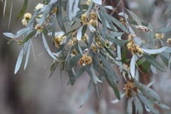 Eucalyptus polybractea