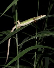 Takydromus septentrionalis