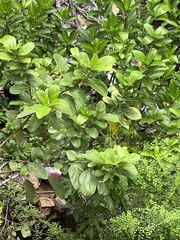 Morinda citrifolia