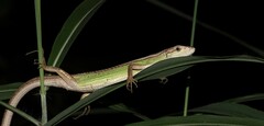 Takydromus septentrionalis