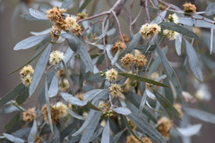 Eucalyptus polybractea